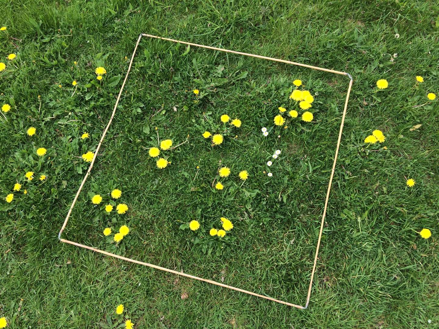 An ‘every flower counts’ survey quadrant with 31 dandelions and six daisies, which produce enough to support 10 honeybees for a day (Trevor Dines/Plantlife/PA)