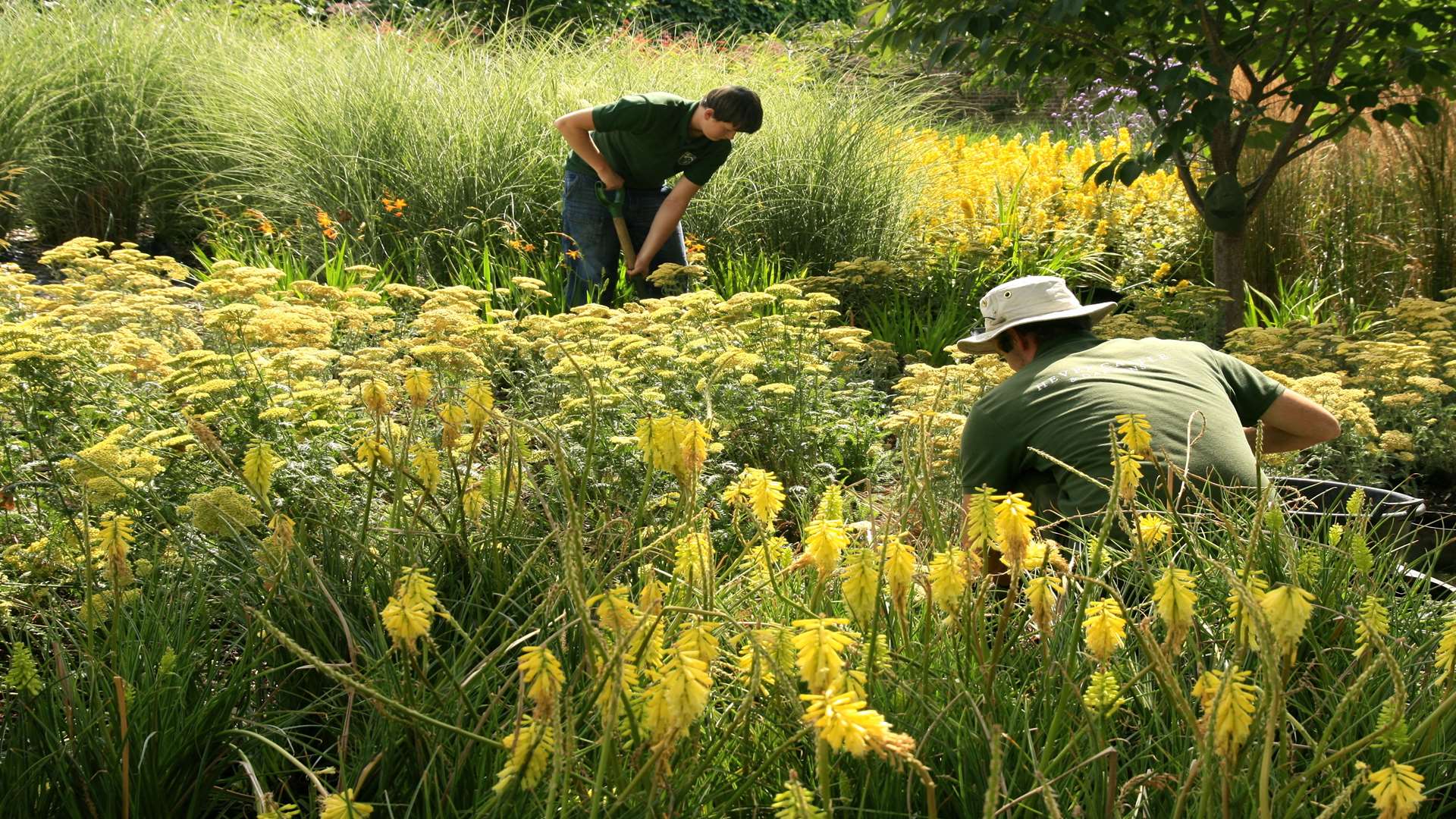 Drifts of perennials