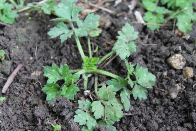 Creeping buttercup needs tackling early