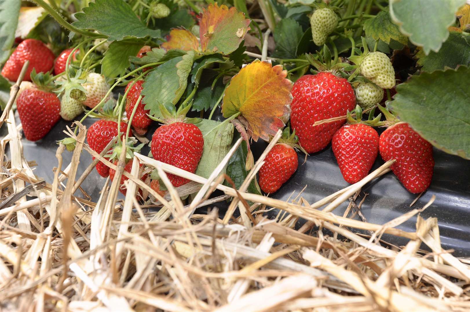 Strawberries grown at Mockbeggar farm used to be sold at Wimbledon