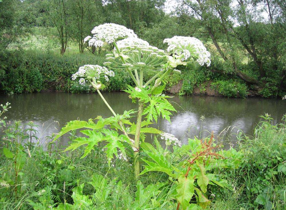 warning-after-spread-of-toxic-giant-hogweed-in-kent