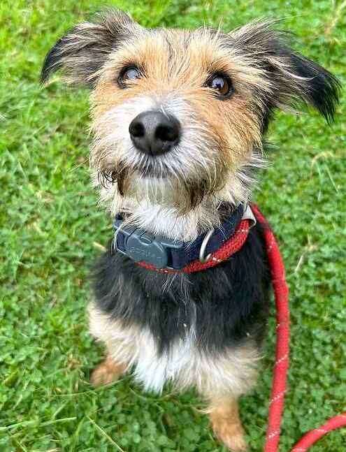 Betty is a six-year-old yorkie mix. Picture: Last Chance Animal Rescue