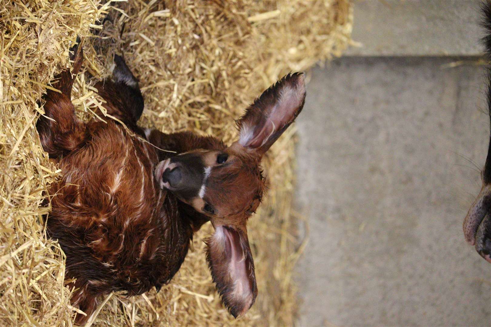 The birth marked the first bongo calf born at the park in over 10 years (Woburn Safari Park/PA)