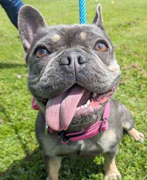 French bulldog Olivia. Picture: Last Chance Animal Rescue