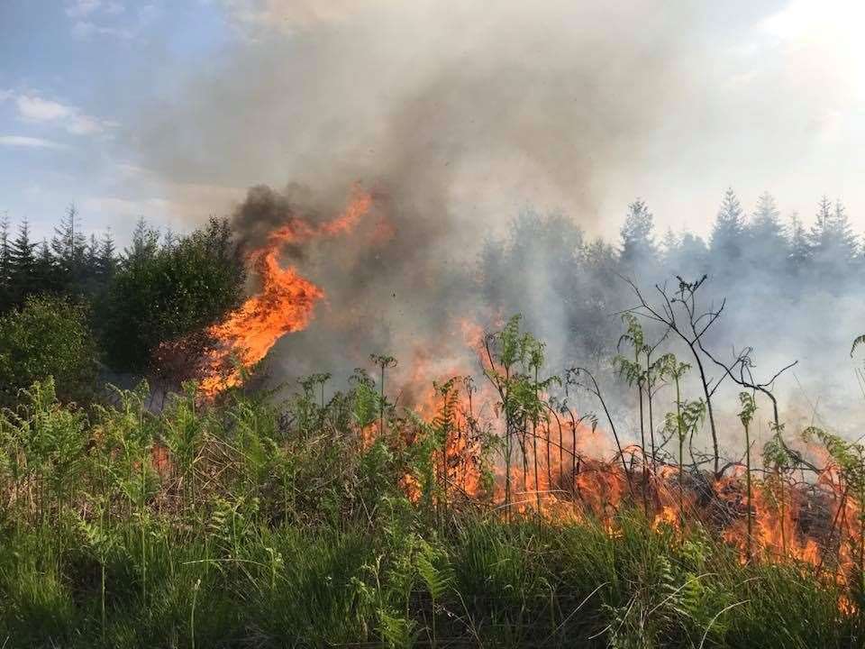 Europe faces increasing numbers of wildfires say scientists