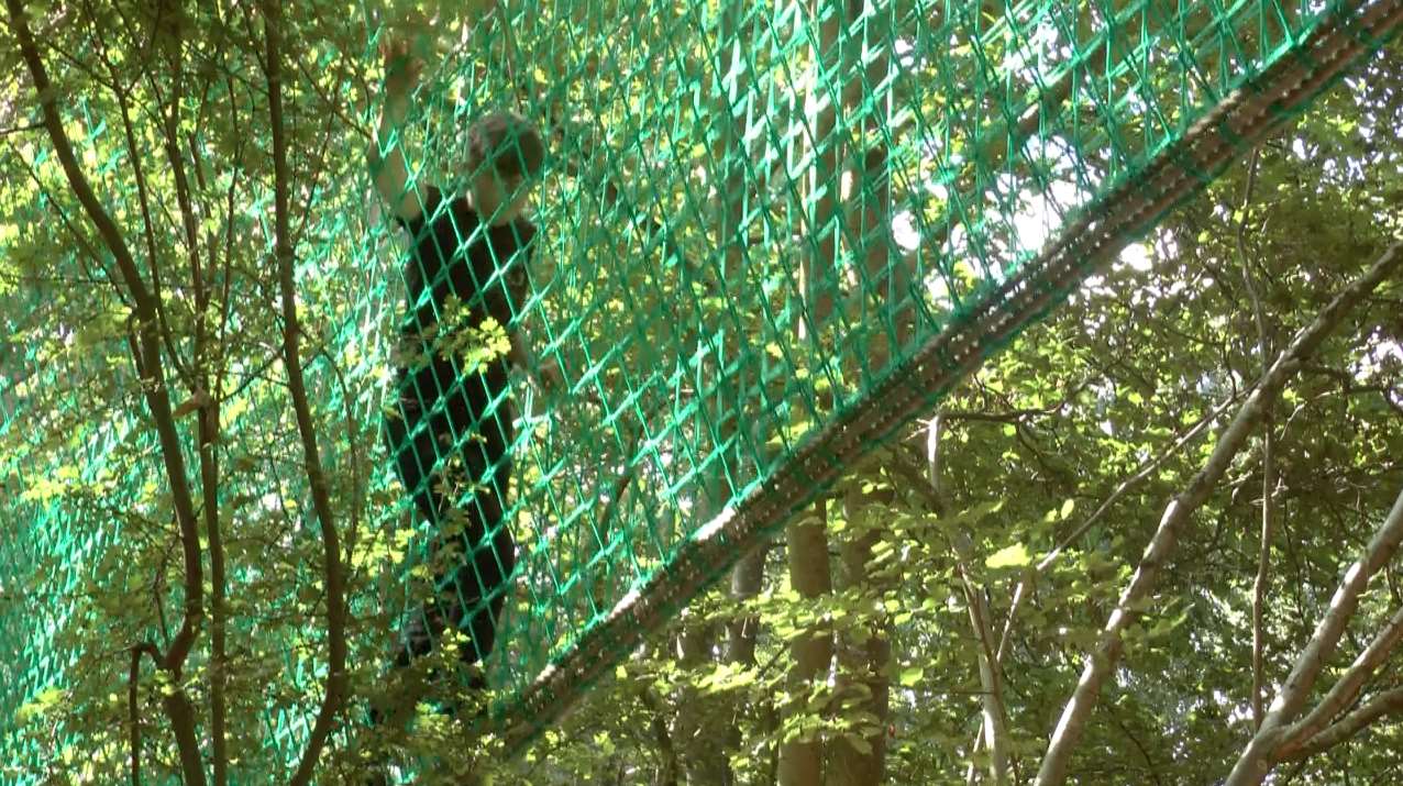 The treetop walkway at Groombridge Place near Tunbridge Wells