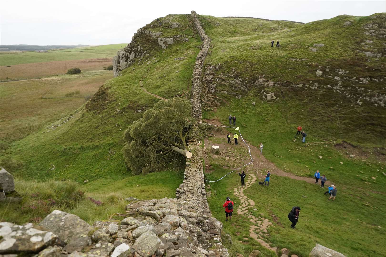 The tree stood next to the ancient Roman wall for decades (Owen Humphreys/PA)