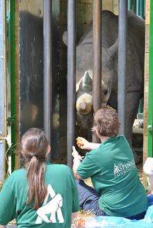 Rhinos being flown from Port Lympne to Tanzania from Manston.