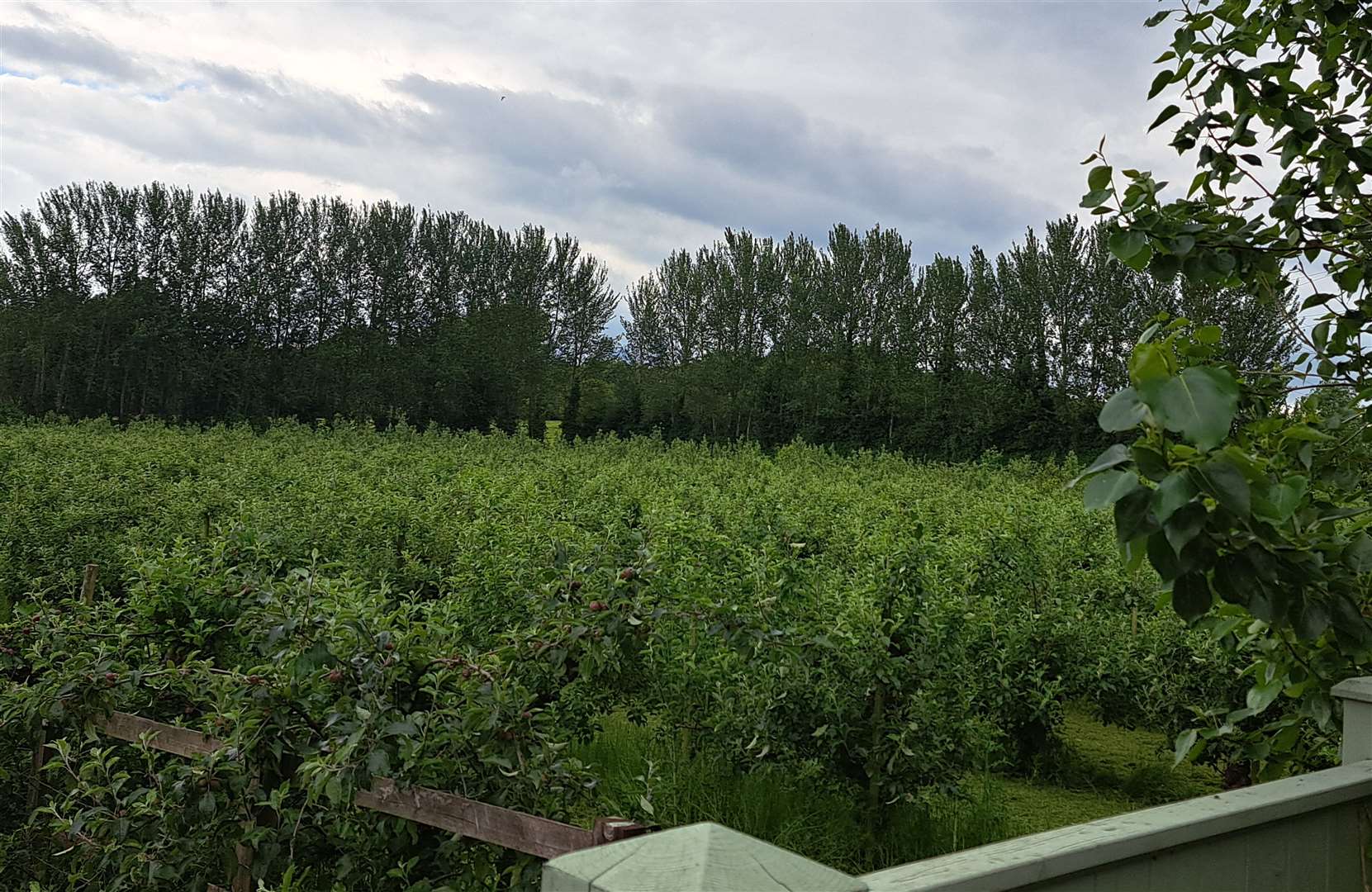 A view of the orchard at Ivy Farm in East Malling