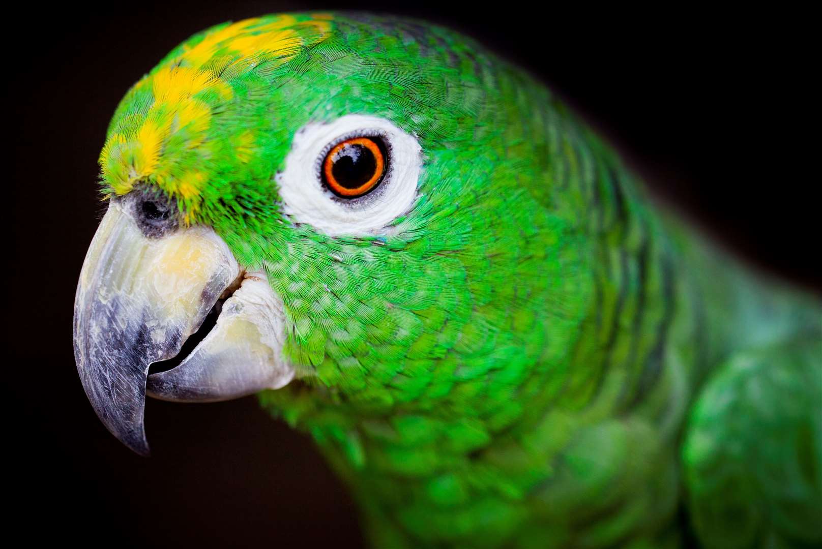 A noisy parrot was the subject of complaints to one council. Image: Stock photo