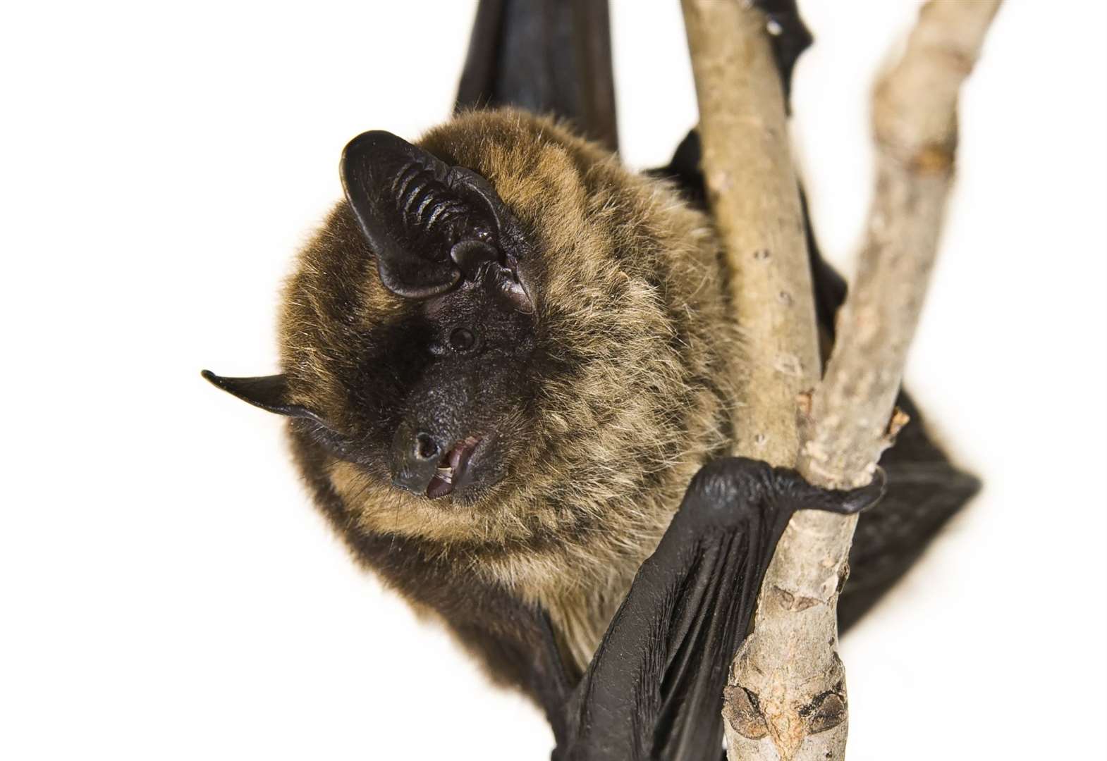 Bats Could Block Plans To Turn The Bridge Inn And Royal Mail Pubs In 