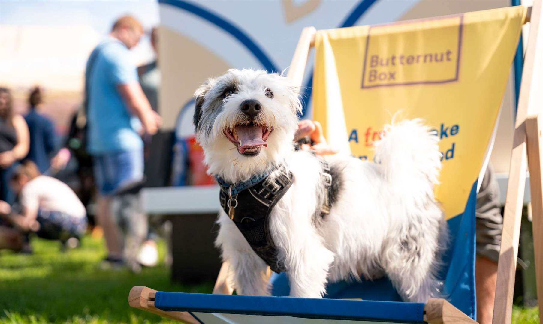 Paws in the Park, one of the UK’s largest dog shows, is coming to Kent. Picture: Facebook / Paws in the Park