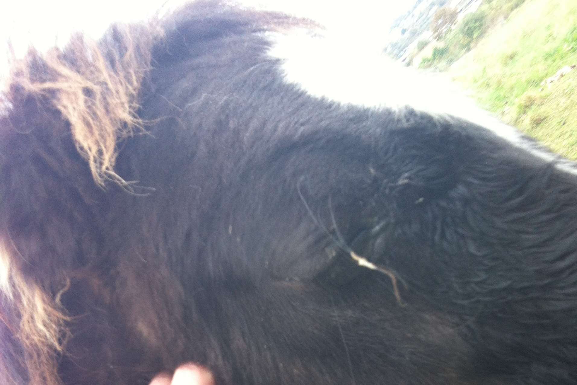 The RSPCA has visited a group of horses in Borstal