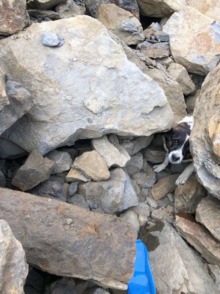 The dog went missing with its owner on Friday (RNLI/Ed Thomas/PA)