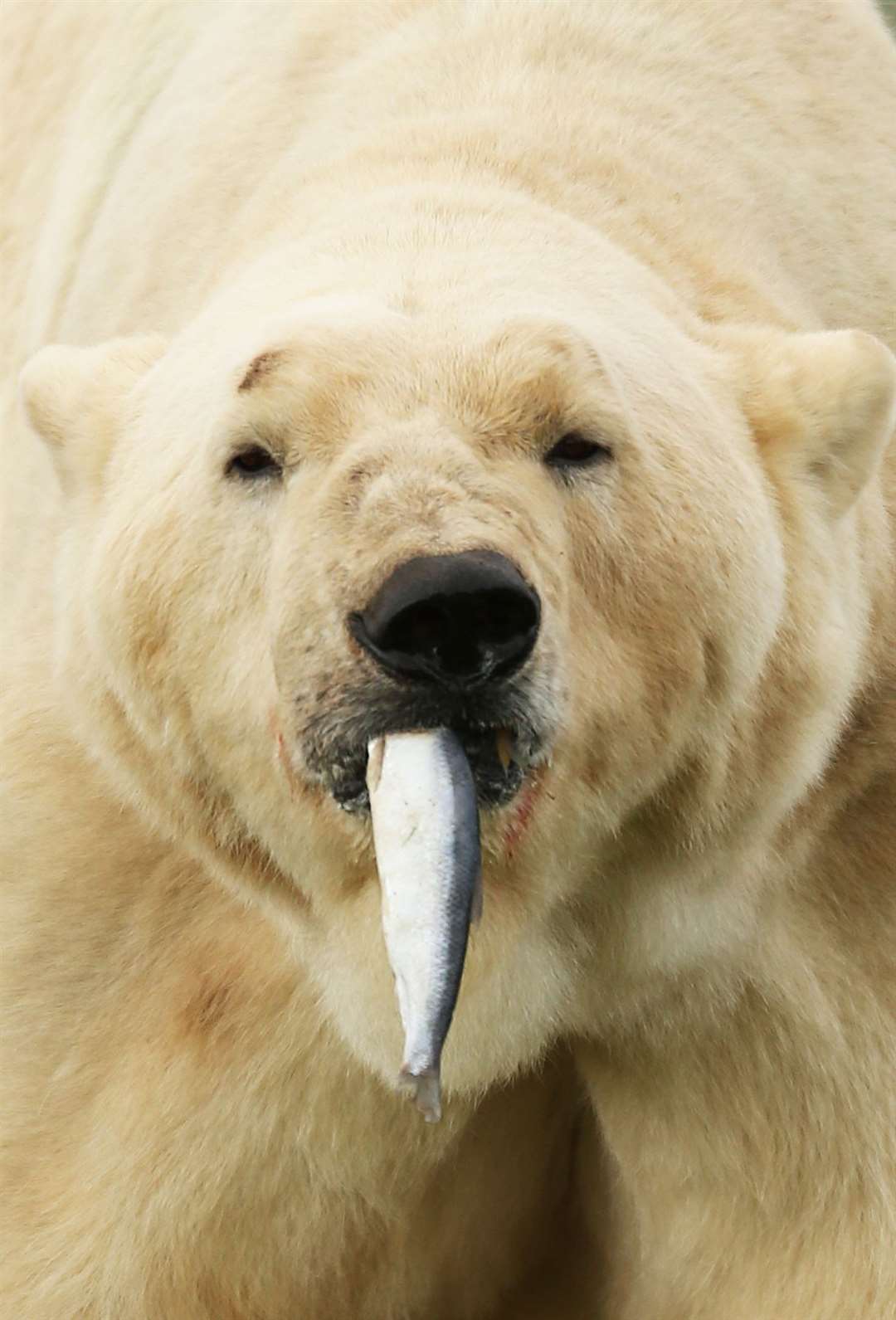 Victor enjoys a fish in his new home at the Yorkshire Wildlife Park in Doncaster after making the journey from Holland by ferry (Lynne Cameron/PA)