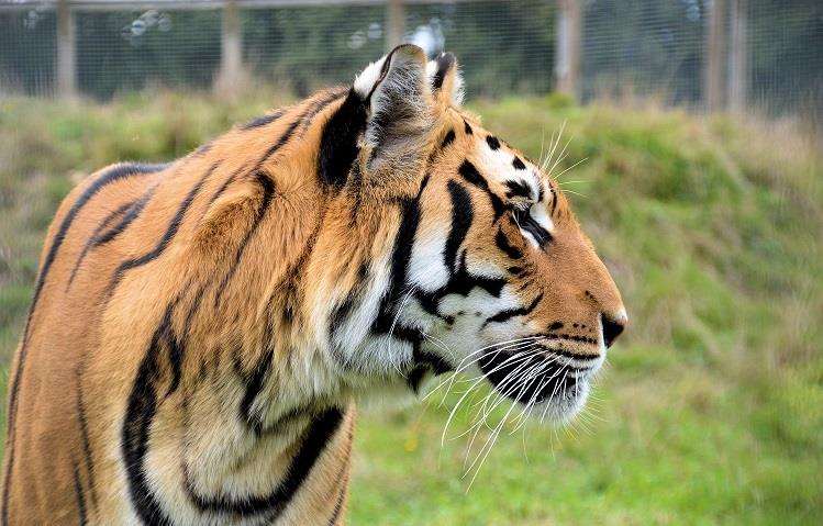 Wingham wildlife park is part of the Big Weekend