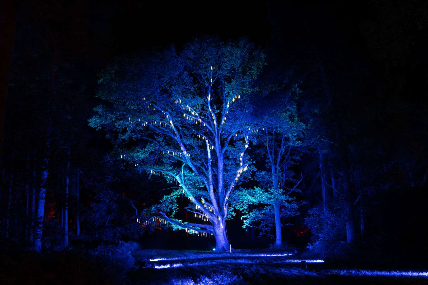 Illuminated historic trees at the Royal Parkland (Joe Giddens/PA)