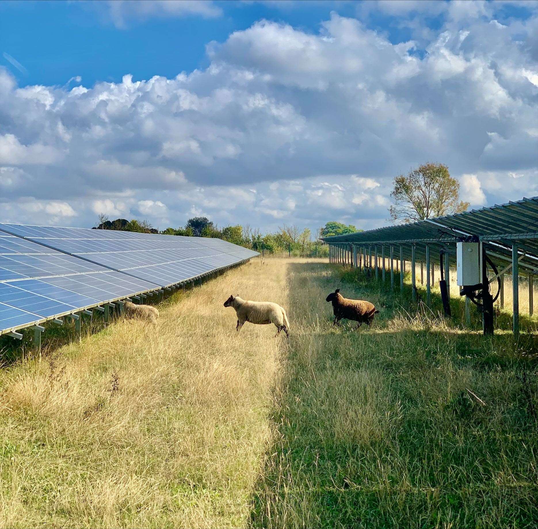 Plans are in the works for a large solar farm at Britton Court Farm north of Tyler Hill, near Canterbury