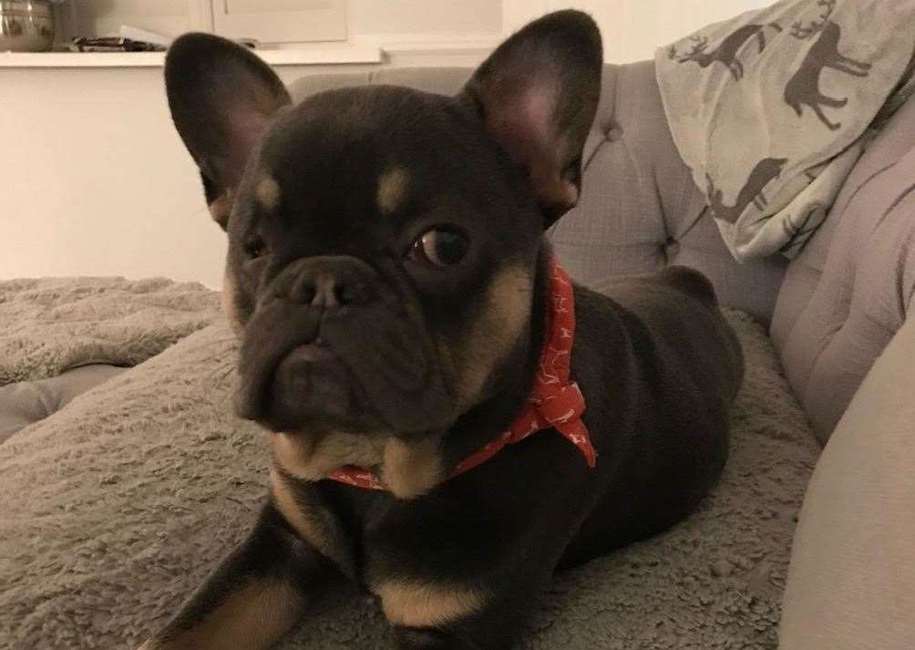 Ugly french bulldog sales puppy