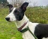 Roxy the nine-month-old whippet. Picture: Last Chance Animal Rescue