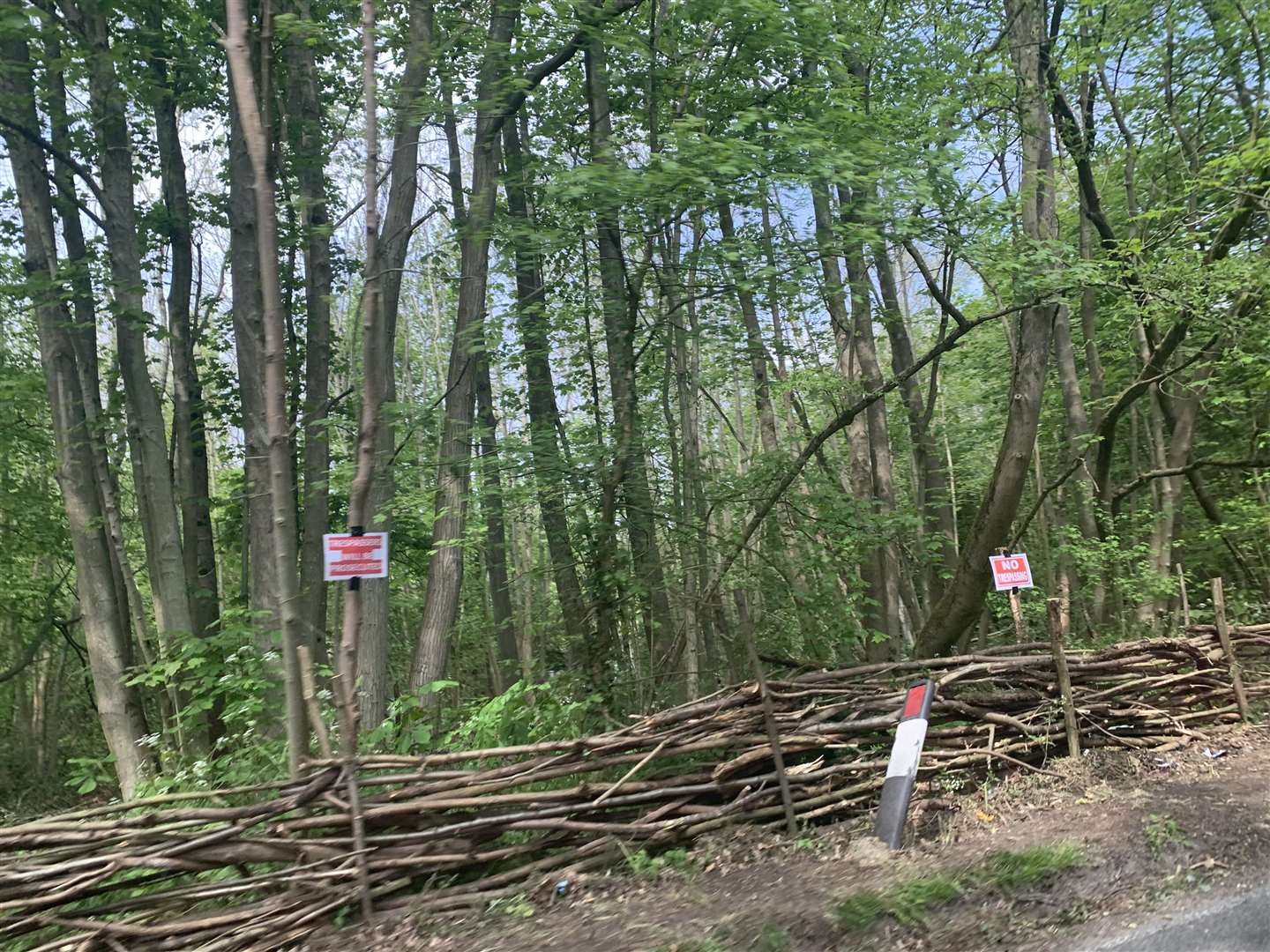 Protected trees have allegedly been felled in Harvel Lane, Fowlers Stone Wood, Vigo