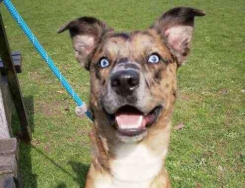 Blue is a playful Australian shepherd cross. Picture: Last Chance Animal Rescue