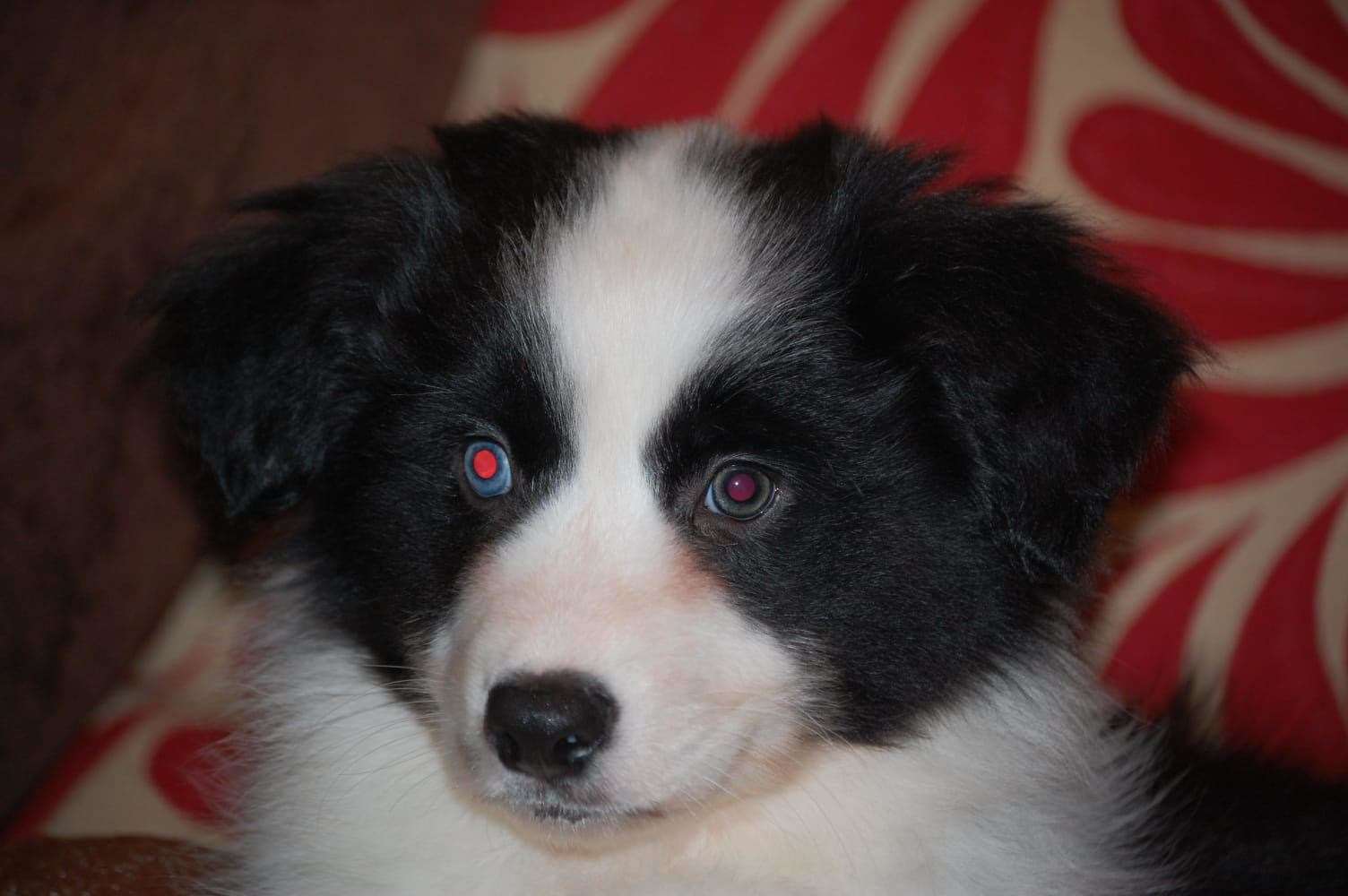 Joe as a puppy