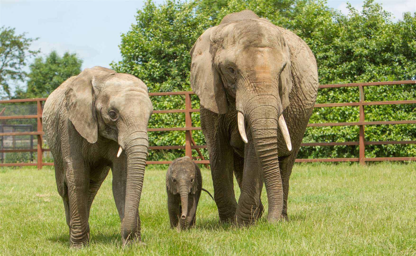 Save money on tickets to Howletts Wild Animal Park this summer. Picture: Howletts