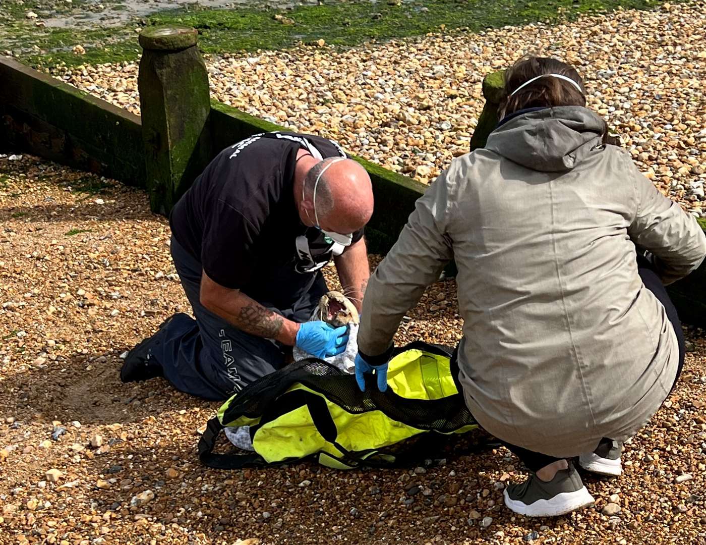 Jez Stone, marine medic, and Arabella Baker helping the seal. Picture: Wesley Baker