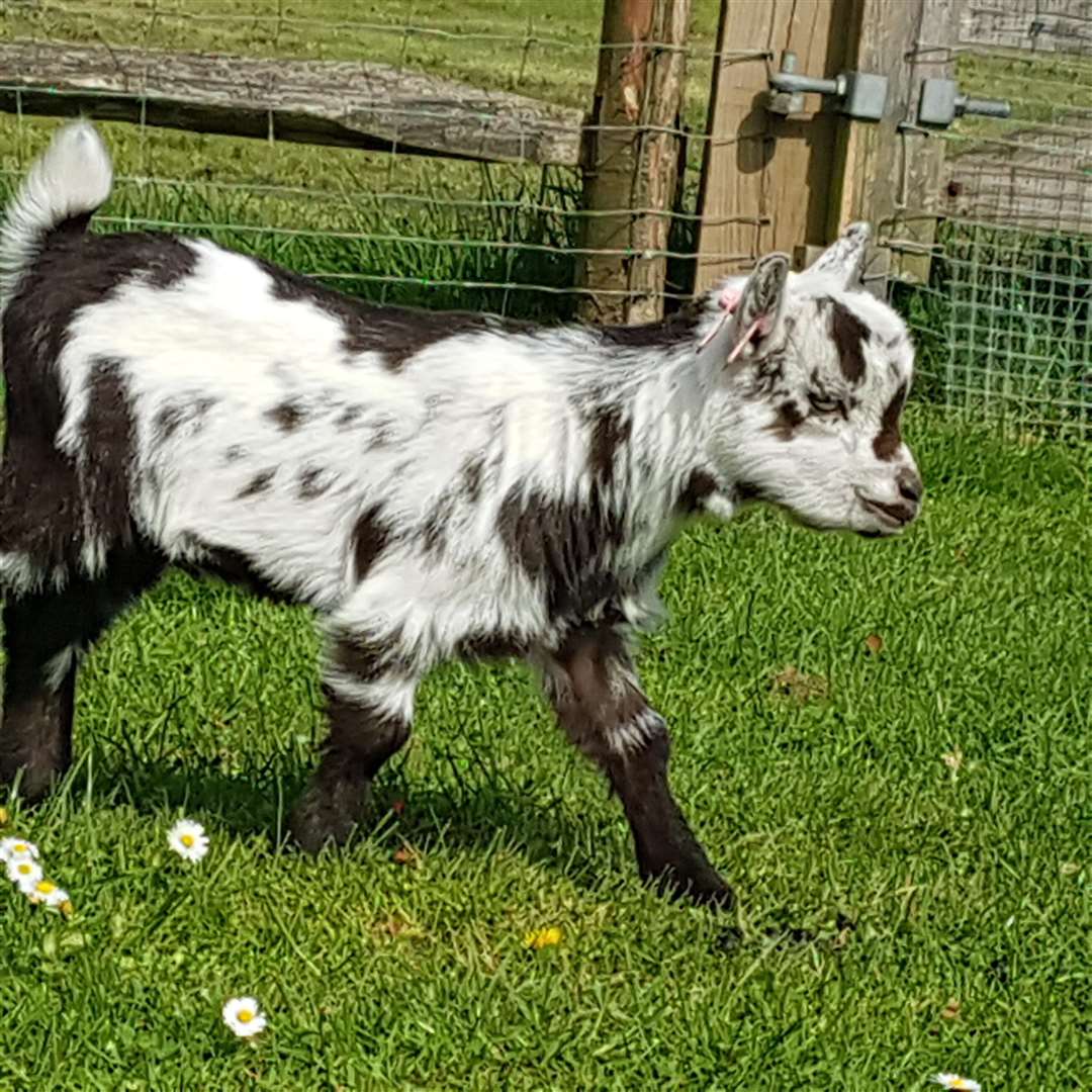 Stolen: Benjamin Goat (1584688)