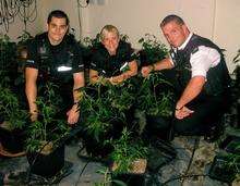 Cannabis factory