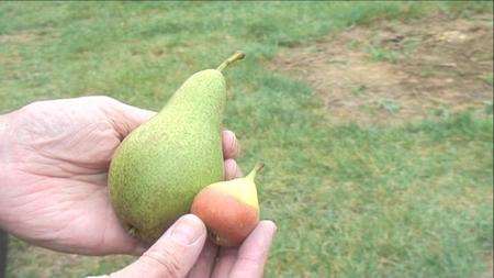 An average-sized pear compared to the small ones grown by Brogdale