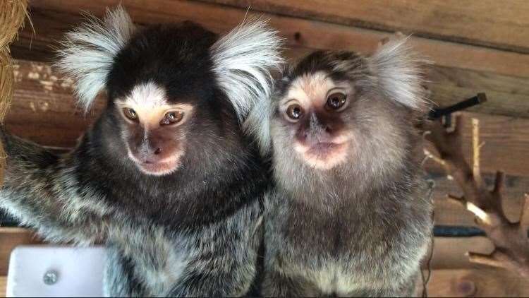 common marmoset monkey