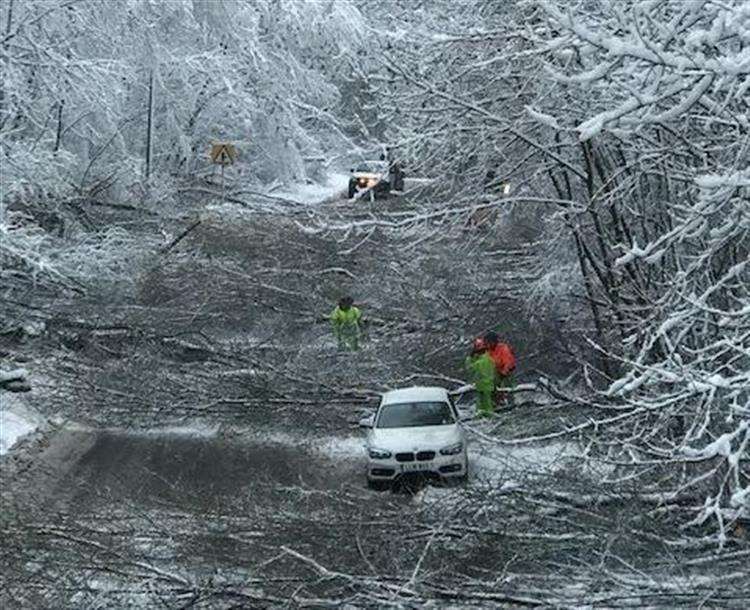 Almost 200 trees fell due to the weight of the snow. Pic from Anna Daltrey. (7065054)