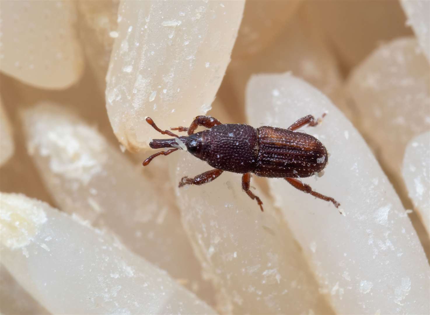 A close-up of a rice weevil. Picture: iStock / Backiris