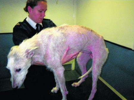 Sian the lurcher who was cruelly treated