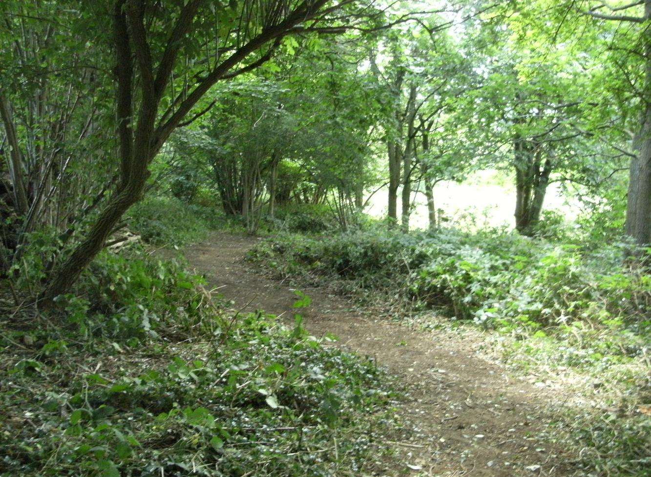 NLL students create new woodland path in nature reserve