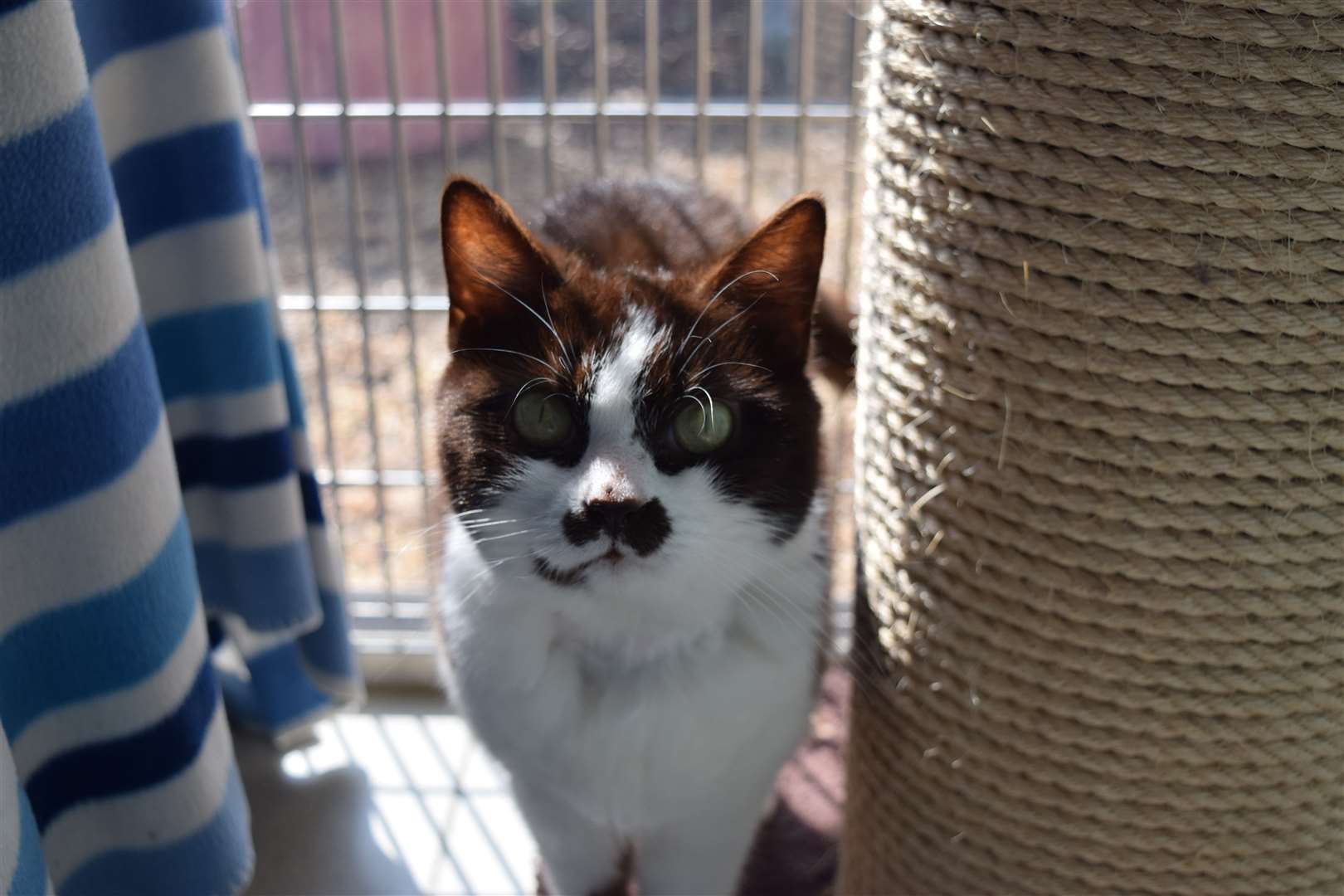 Bounty, an eight-year-old domestic short-hair, who loves being in the sun (Battersea Dogs and Cats Home handout/PA)