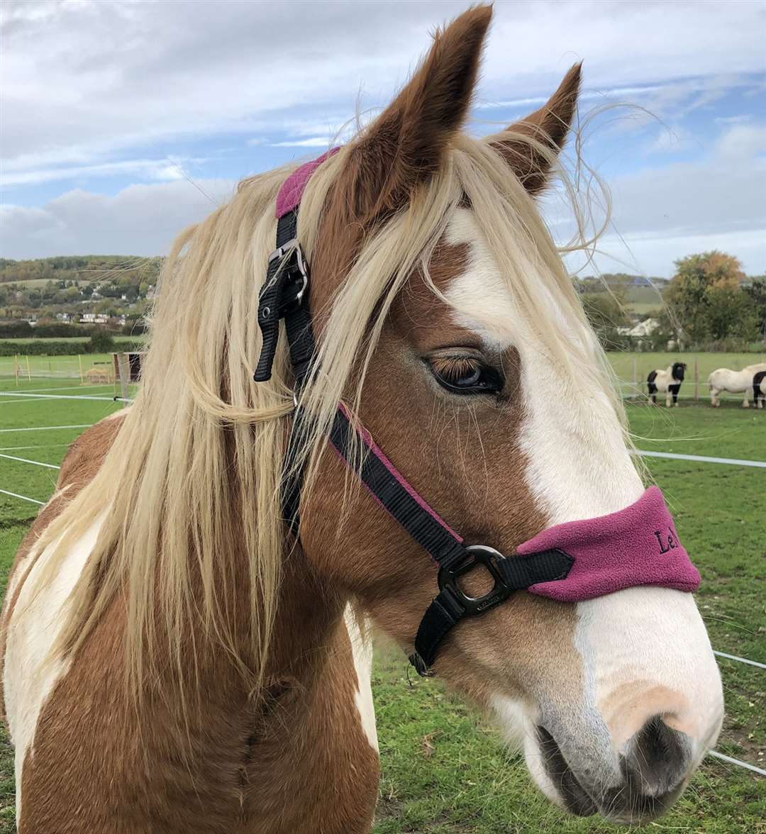 Sarah's favourite horse, Darcy, became spooked after touching an electric fence. Picture: Sarah Kayes