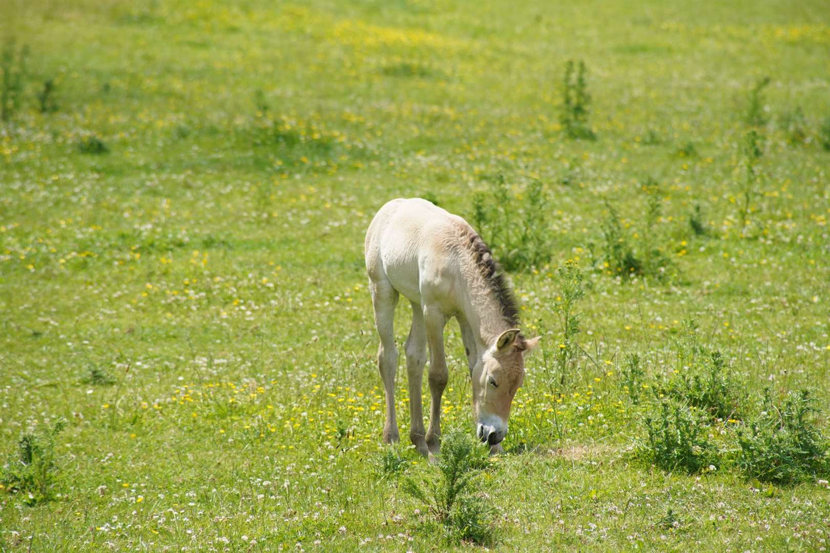 Four female Przewalski’s horse foals were born at Marwell Zoo earlier this year (Marwell Zoo/PA)