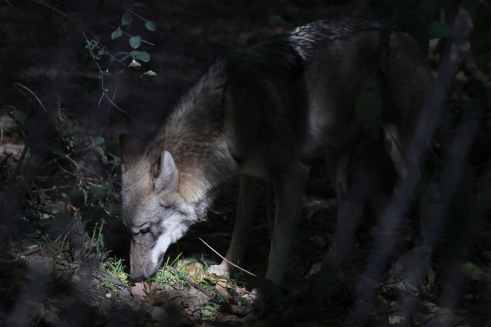 Wildwood's wolves got very vocal on Thursday