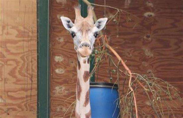 Lunar the giraffe, who's just given birth (2510715)