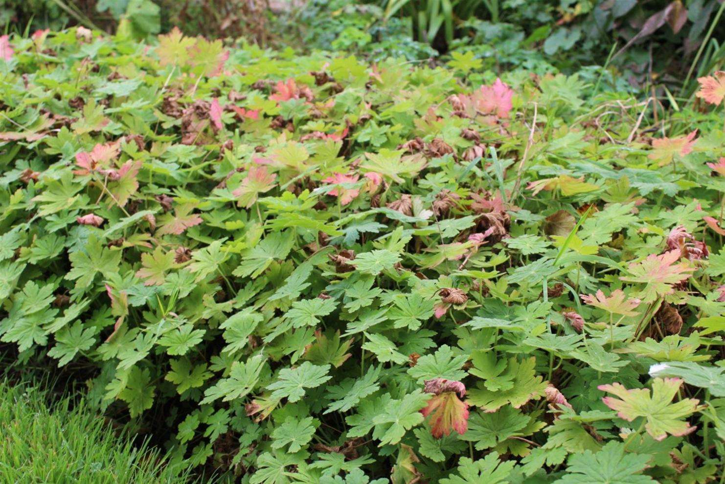 Geraniums ready for dividing