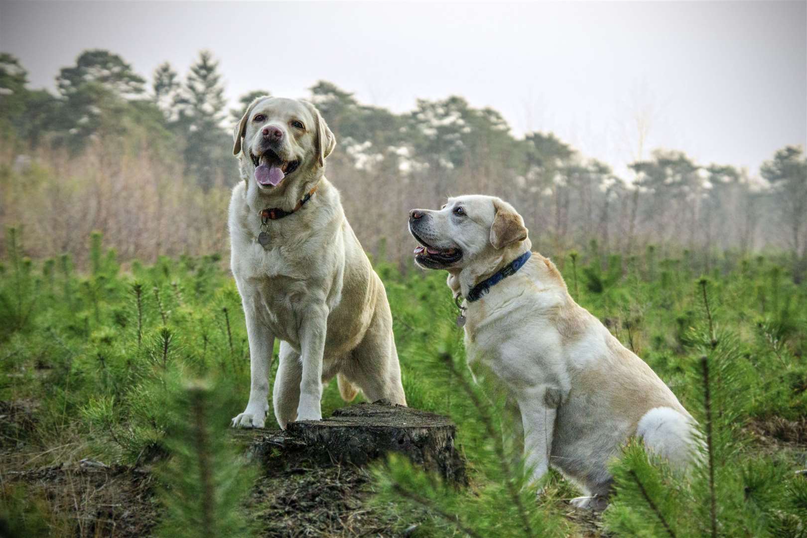 Don’t push your dog if they are noticeably scared. Stock image