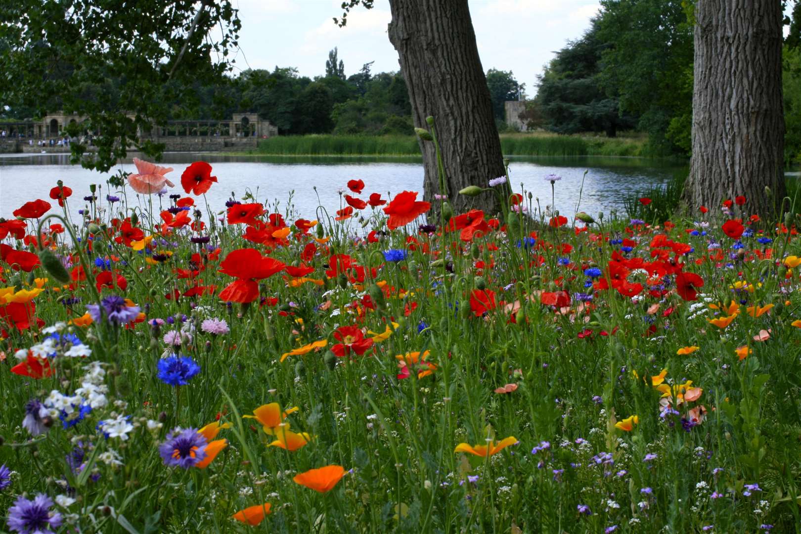 One of the new meadows