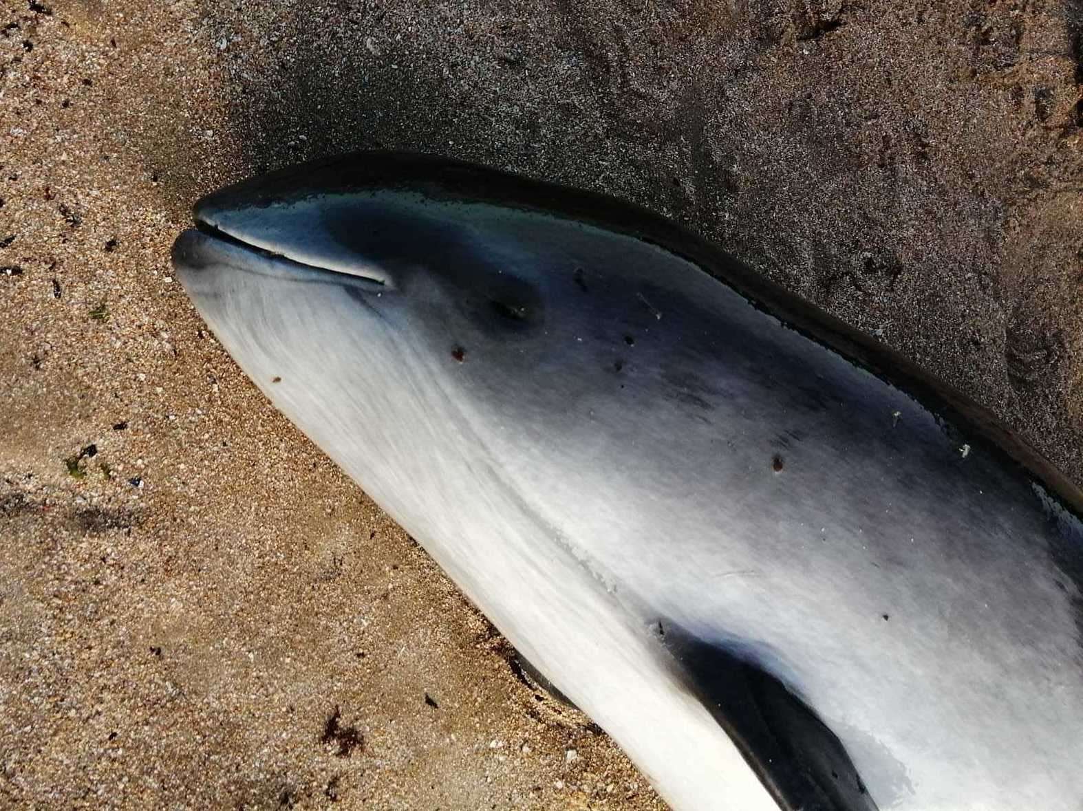 The harbour porpoise at Walpole Bay in Margate. Picture: Sheila Stone