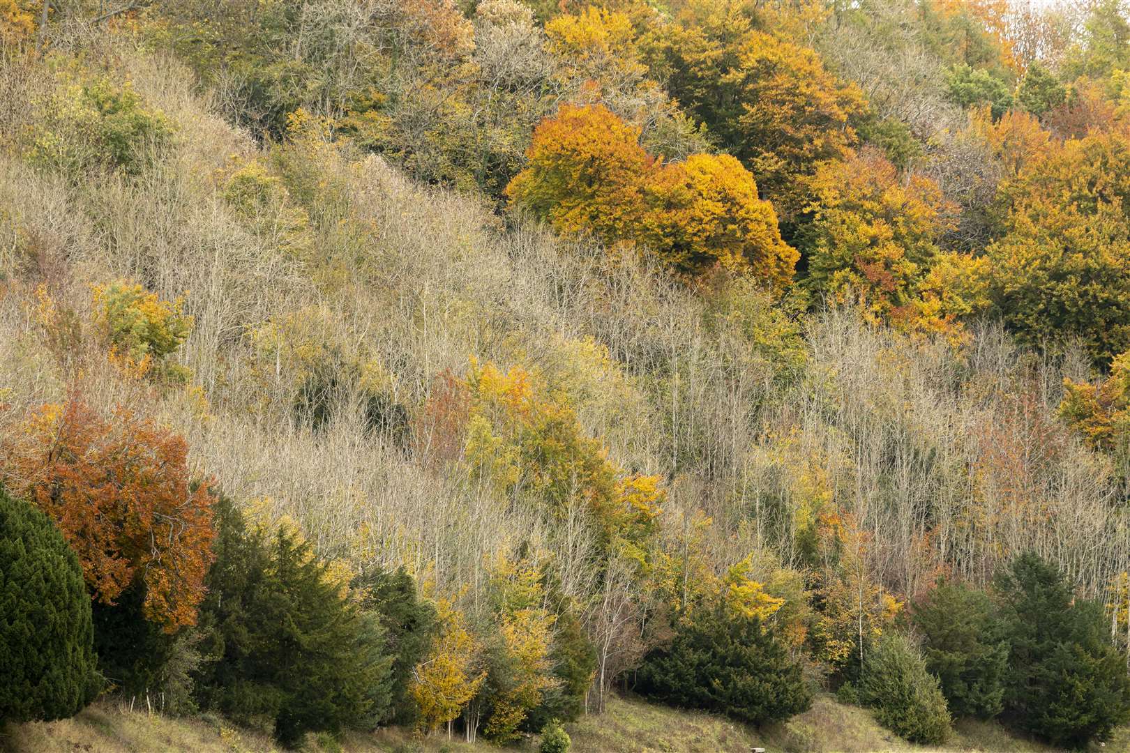 The effects of ash dieback are clearly visible in woodland cared for by the National Trust at the Hughenden Estate in Buckinghamshire (John Miller/National Trust/PA)