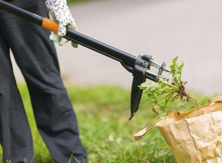 Declare war on weeds this weekend