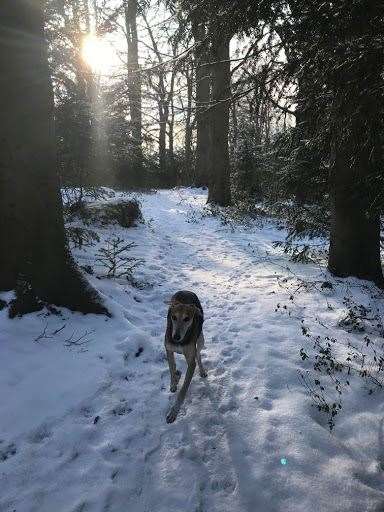 One happy pup enjoying the surroundings. Photo: Lynn Cox