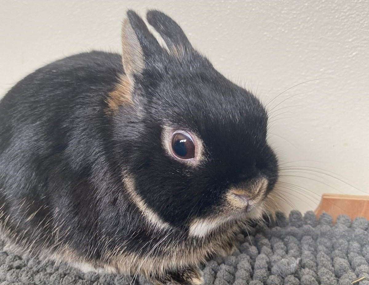 Midge is a 14-month-old Netherland dwarf, which is one of the smallest rabbit breeds